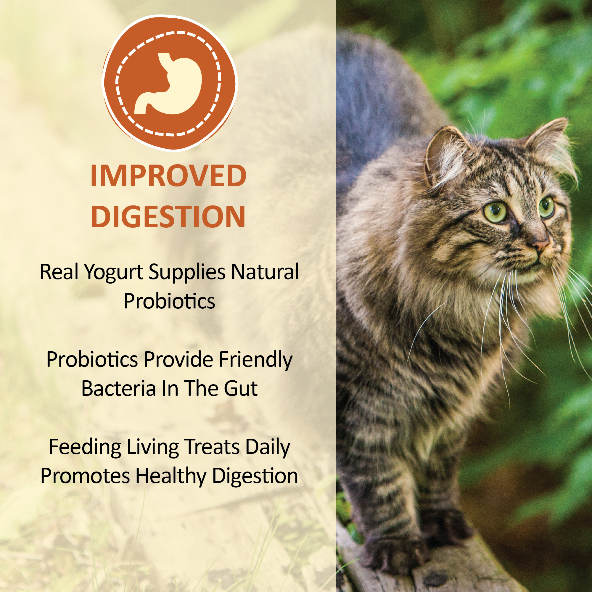 probiotic yogurt for cats